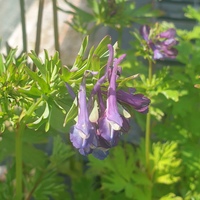 Corydalis 'Korn's Purple'